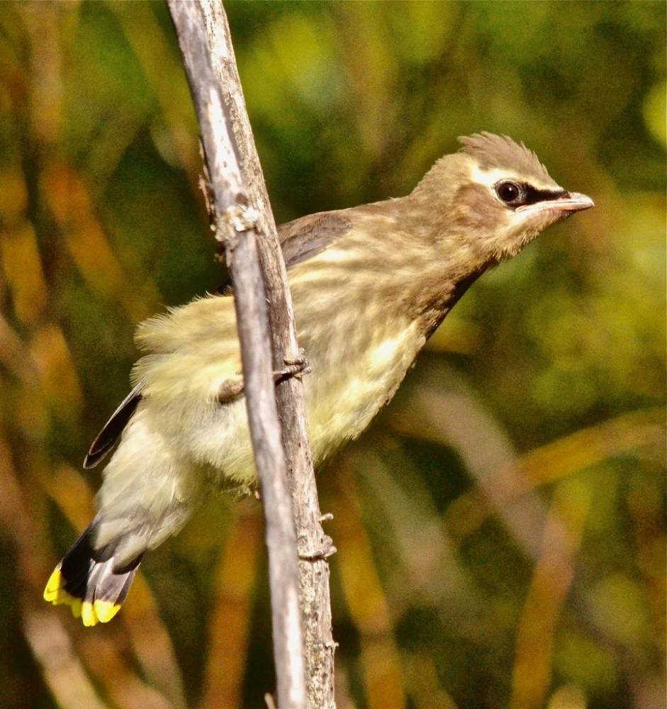 Who you callin naive, Buster?!!! by corvidaceous is licensed under CC BY-NC-SA 2.0